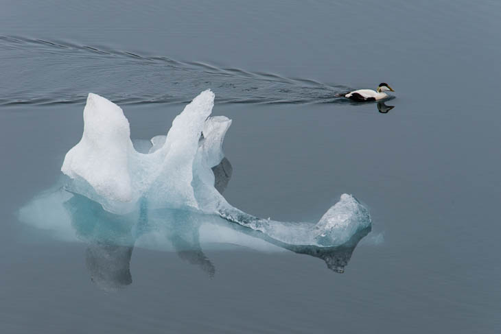 Eisscholle und Ente  im Gletschersee Jökulsarlon unter dem Vatnajökull