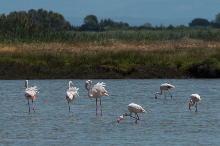Flamingos an der Westküste Sardiniens nahe Oristano