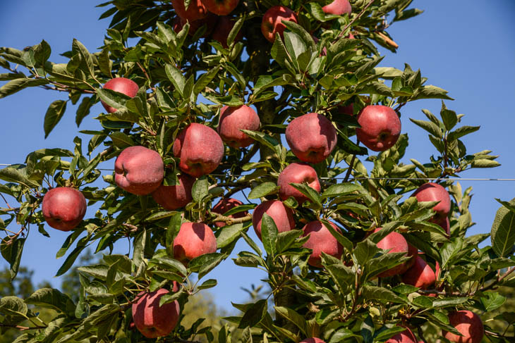 Prachtvolle ßpfel im Trentino kurz vor der Ernte