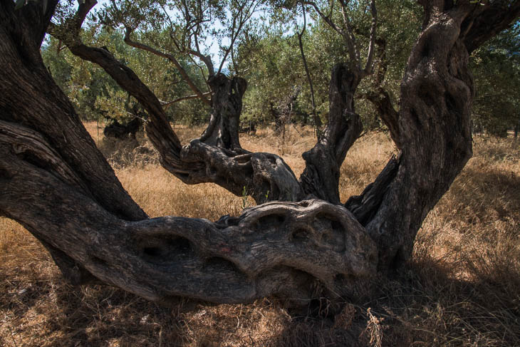 Jahrhundertalte Olivenbäume (Peloponnes)