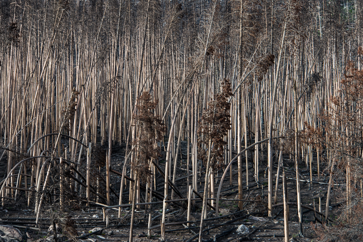 Abgebrannte Wälder im Rocky Mopntaion Nationalpark