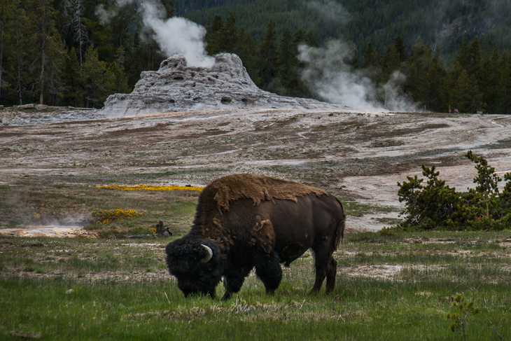 Frei lebende Bisons im Yellowstone Nationalpark