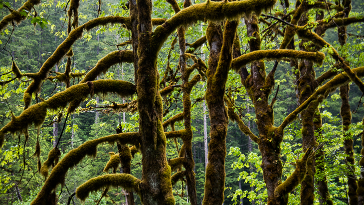 Bemoostes Bäume im Mt. Rainier Nationalpark