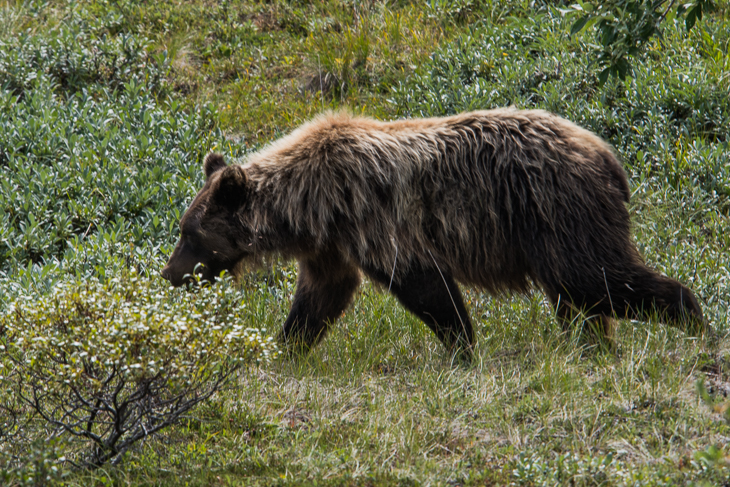 Eine Grizzlybär im Denali Nationalpark