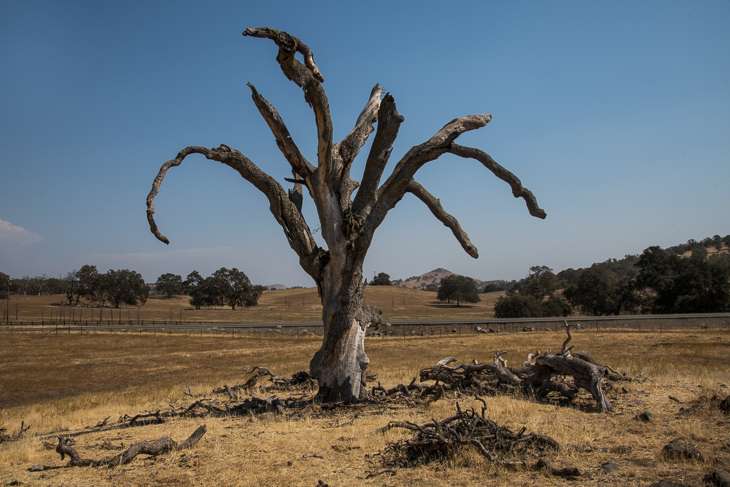 Alter Baum mit massiven Trockenheitsschäden