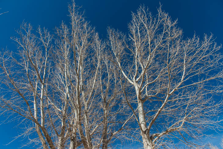 Kahle Bäume im südamerikanischen Winter