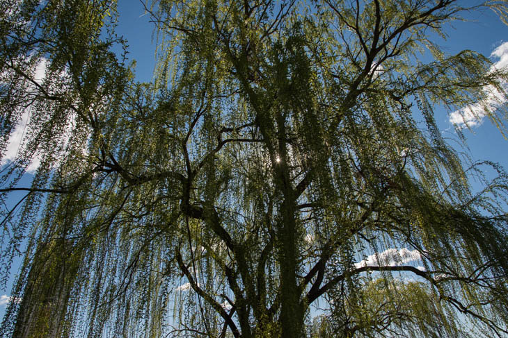 Baum in  Canberrra
