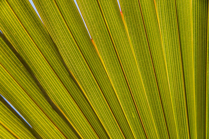 Palmblätter im Gegenlicht