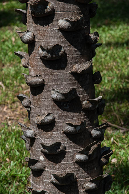 Dornenbaum im Botanischen Garten von Darwin