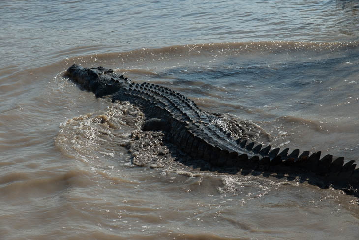 Krokodil am Adelaide River - NT