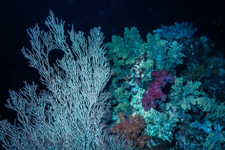 Unterwasserwelt am Great Barrier Reef