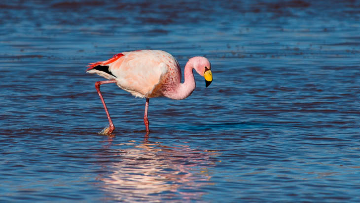 Flamingo in der Laguna Colorada