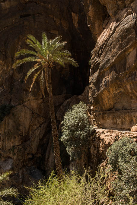 Palme vor einem Wadi im Akhbar-Gebirge