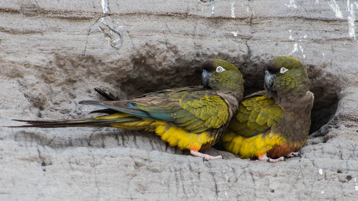 Papageienkolonie an der Atlanikküste bei El Condor