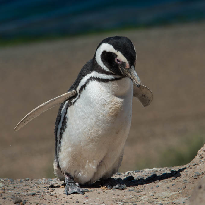 Magellan-Pinguin auf der Halbinsel Valdez