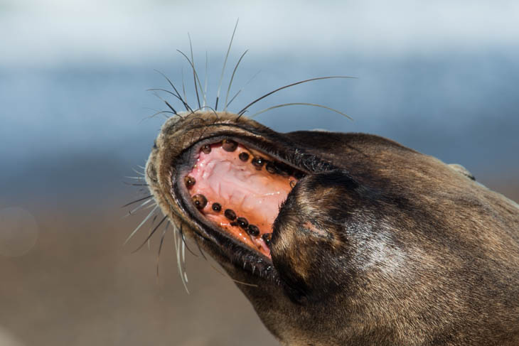 weiblicher Seelöwe beim Gähnen