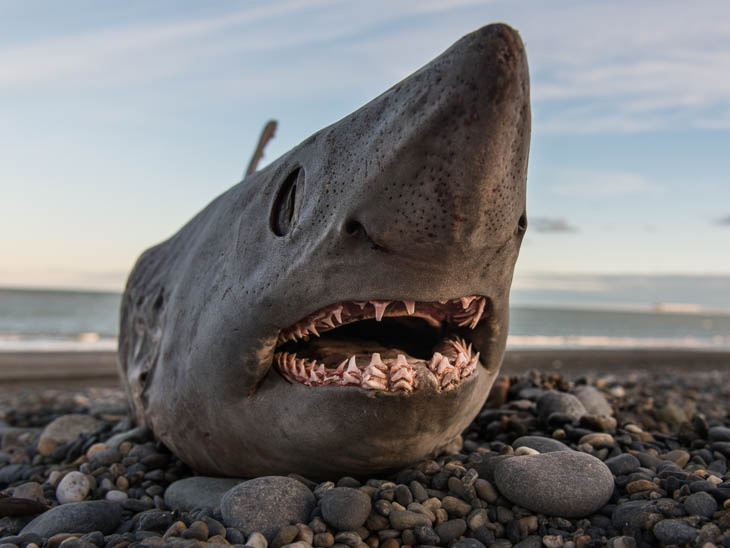 Ein angespülter toter Hai am Atlantikstrand (ca. 1 m lang)