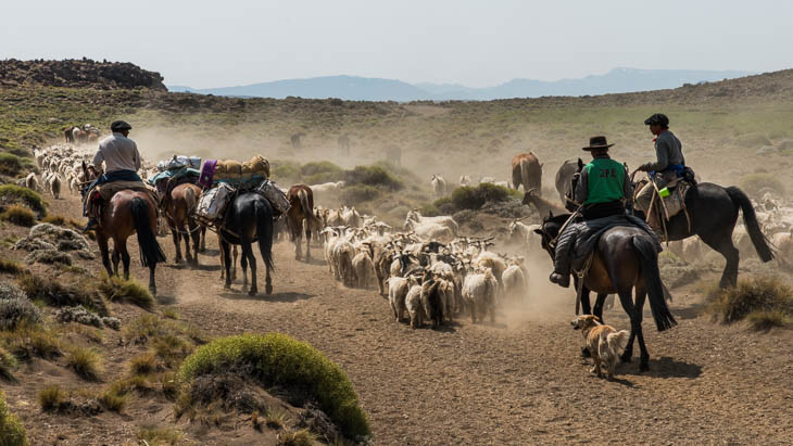 Gauchos mit ihren Ziegenherden und Hunden auf Wanderschaft