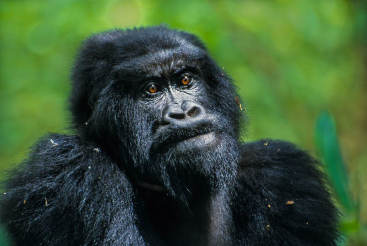 Ostafrika & Ruwenzori